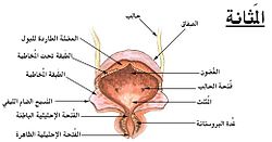 افضل طبيب لعلاج حصى الكلى في الأردن يشرح فرط نشاط المثانة
