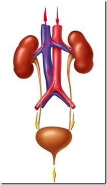 افضل طبيب لعلاج حصى الكلى في الأردن يشرح أسباب الارتداد البولي في الحالب عند الأطفال